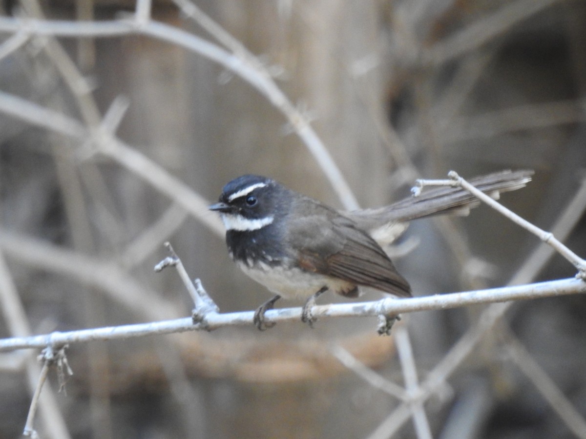 Spot-breasted Fantail - ML614686938