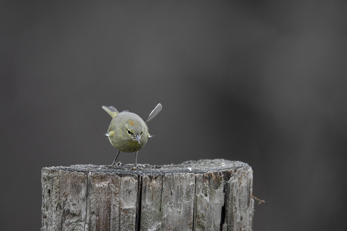 Orange-crowned Warbler - ML614686958