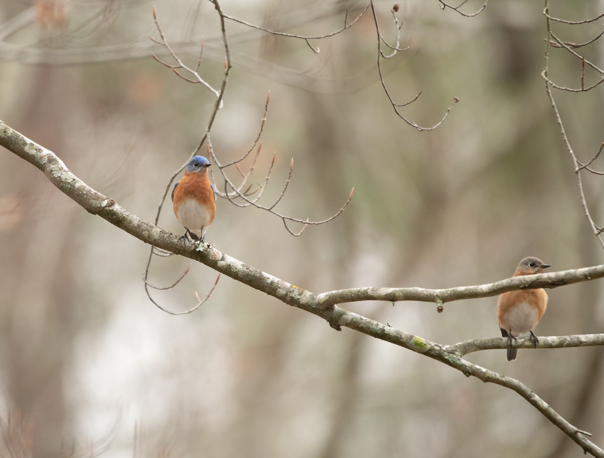Eastern Bluebird - ML614687012
