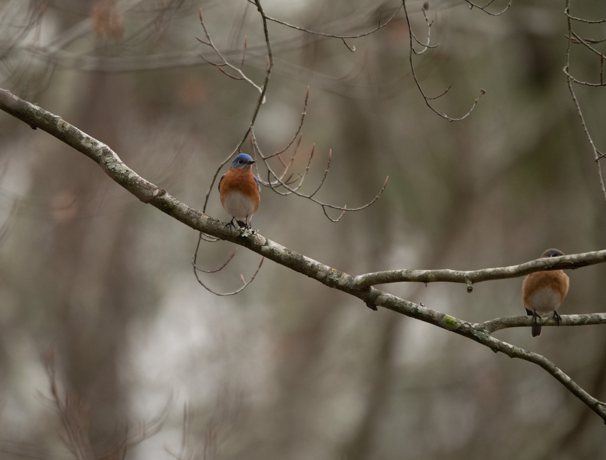 Eastern Bluebird - ML614687013