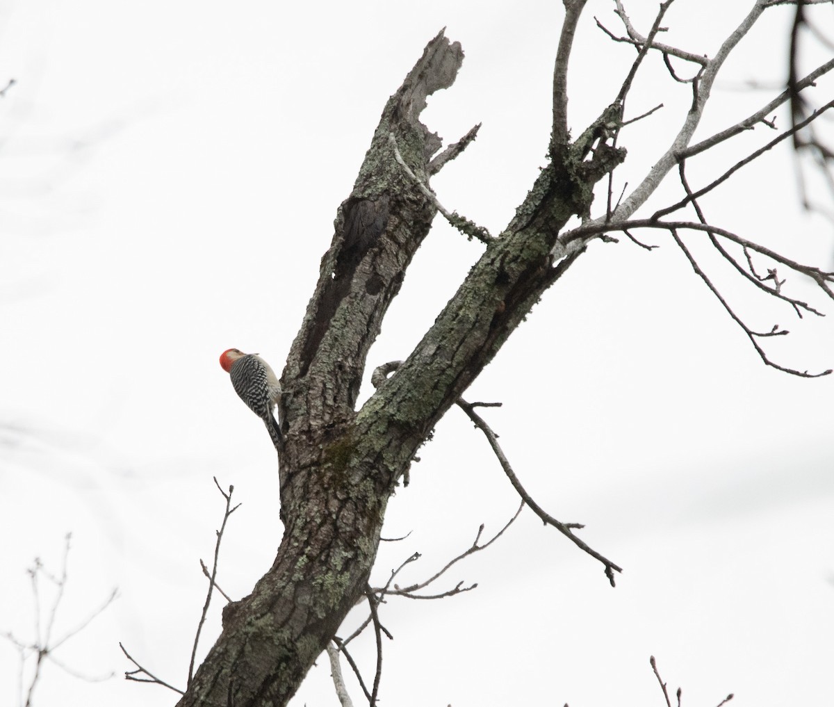 Red-bellied Woodpecker - ML614687028