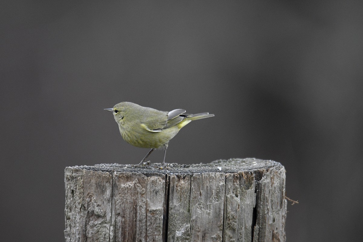 Orange-crowned Warbler - ML614687040