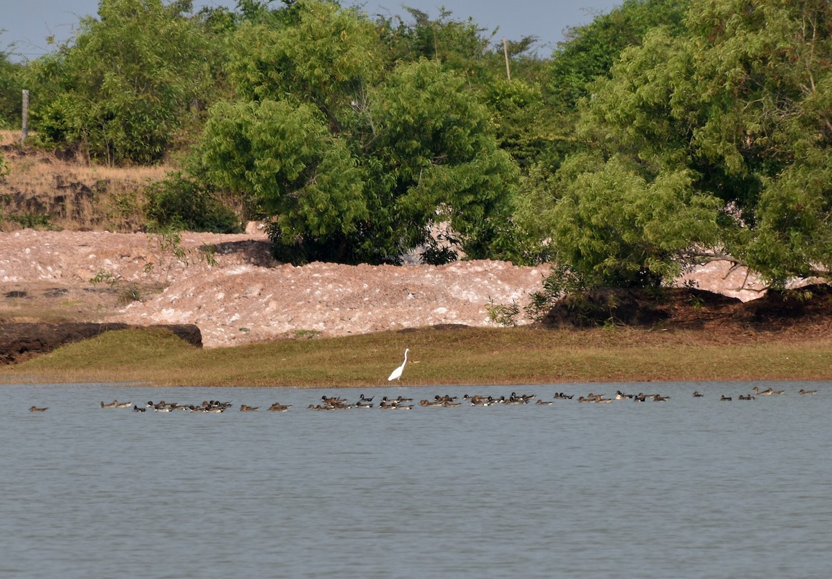 Northern Pintail - ML614687093