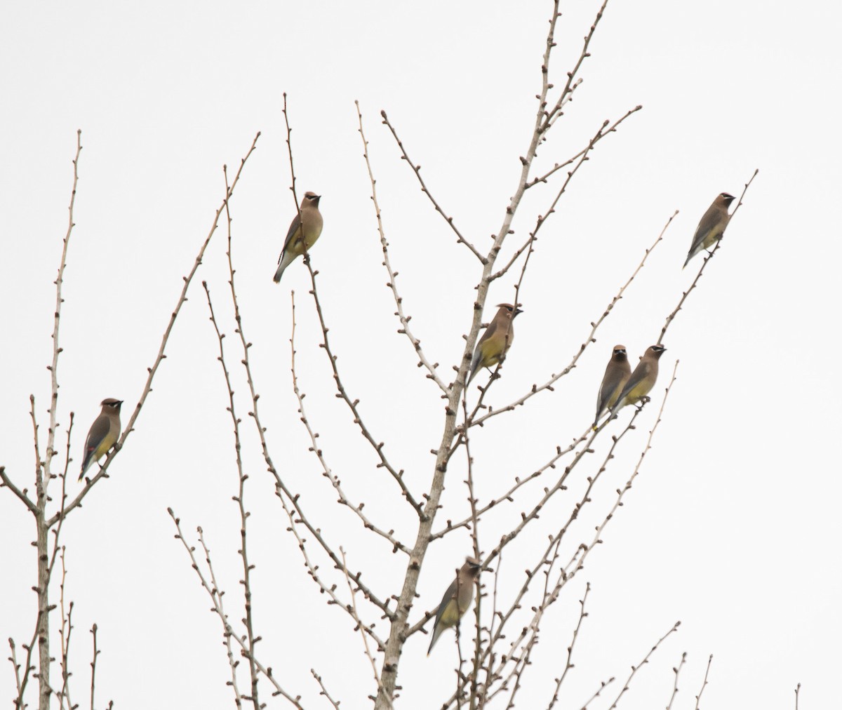 Cedar Waxwing - ML614687111