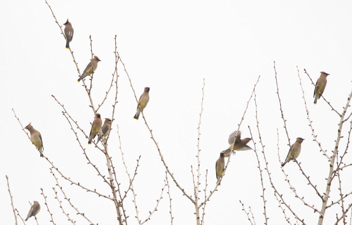 Cedar Waxwing - Gary Warner