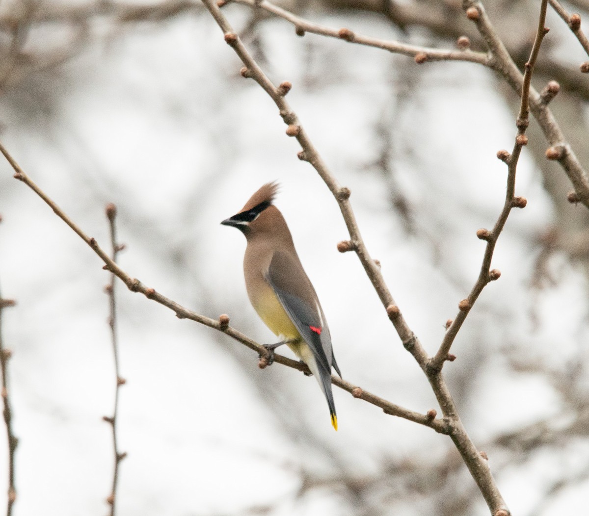 Cedar Waxwing - ML614687118