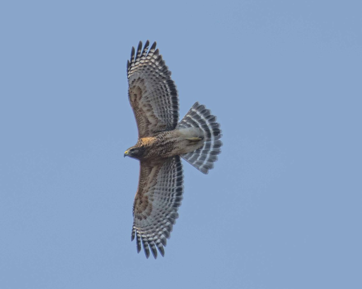 Red-shouldered Hawk - ML614687122