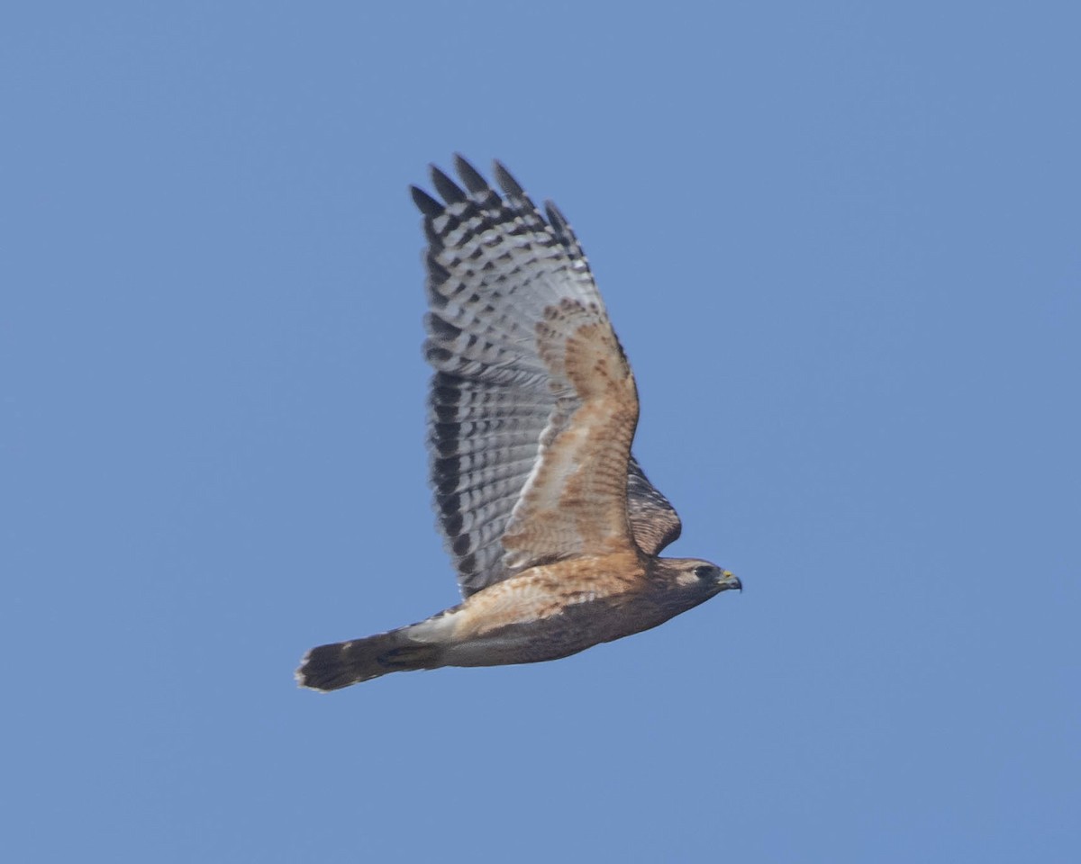 Red-shouldered Hawk - ML614687126