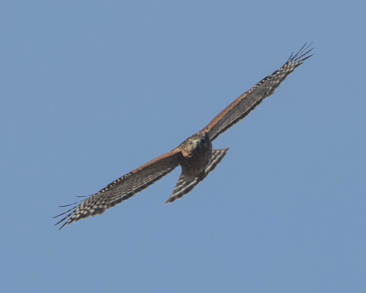 Red-shouldered Hawk - ML614687128