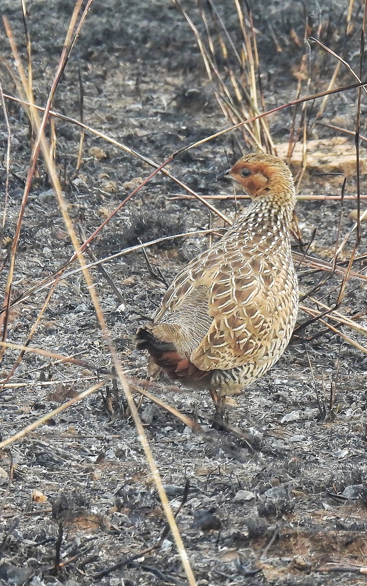 Painted Francolin - Harish Rao