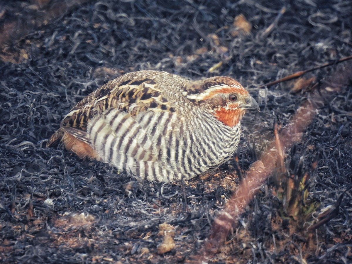 Jungle Bush-Quail - ML614687173