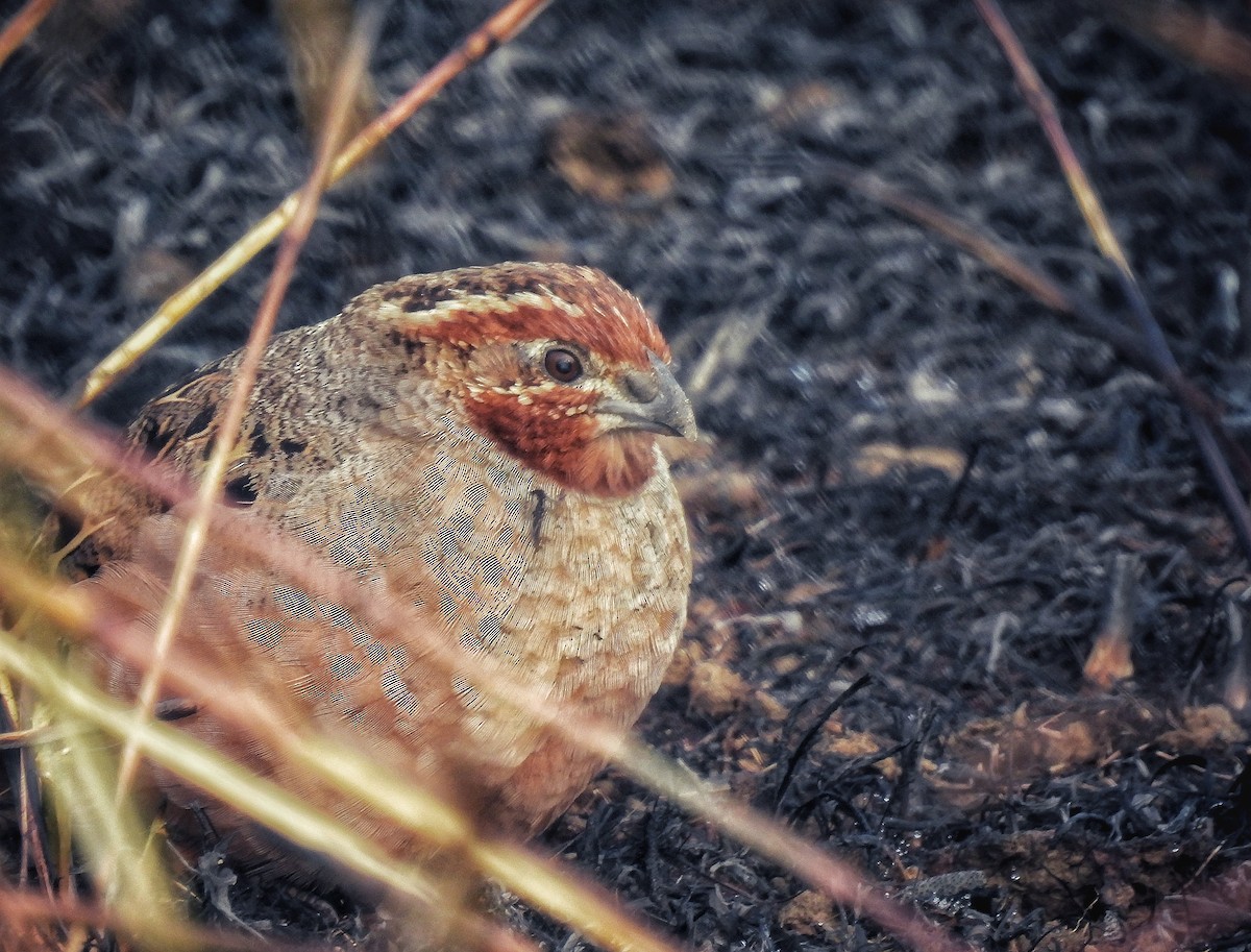 Jungle Bush-Quail - ML614687174