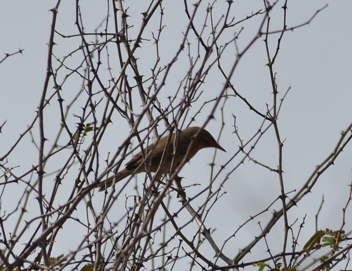 Sykes's Warbler - ML614687193