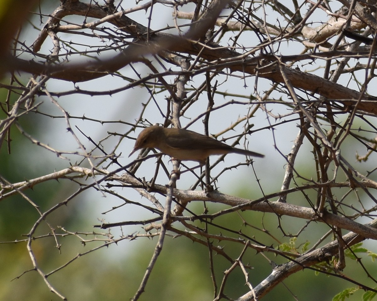 Sykes's Warbler - ML614687194