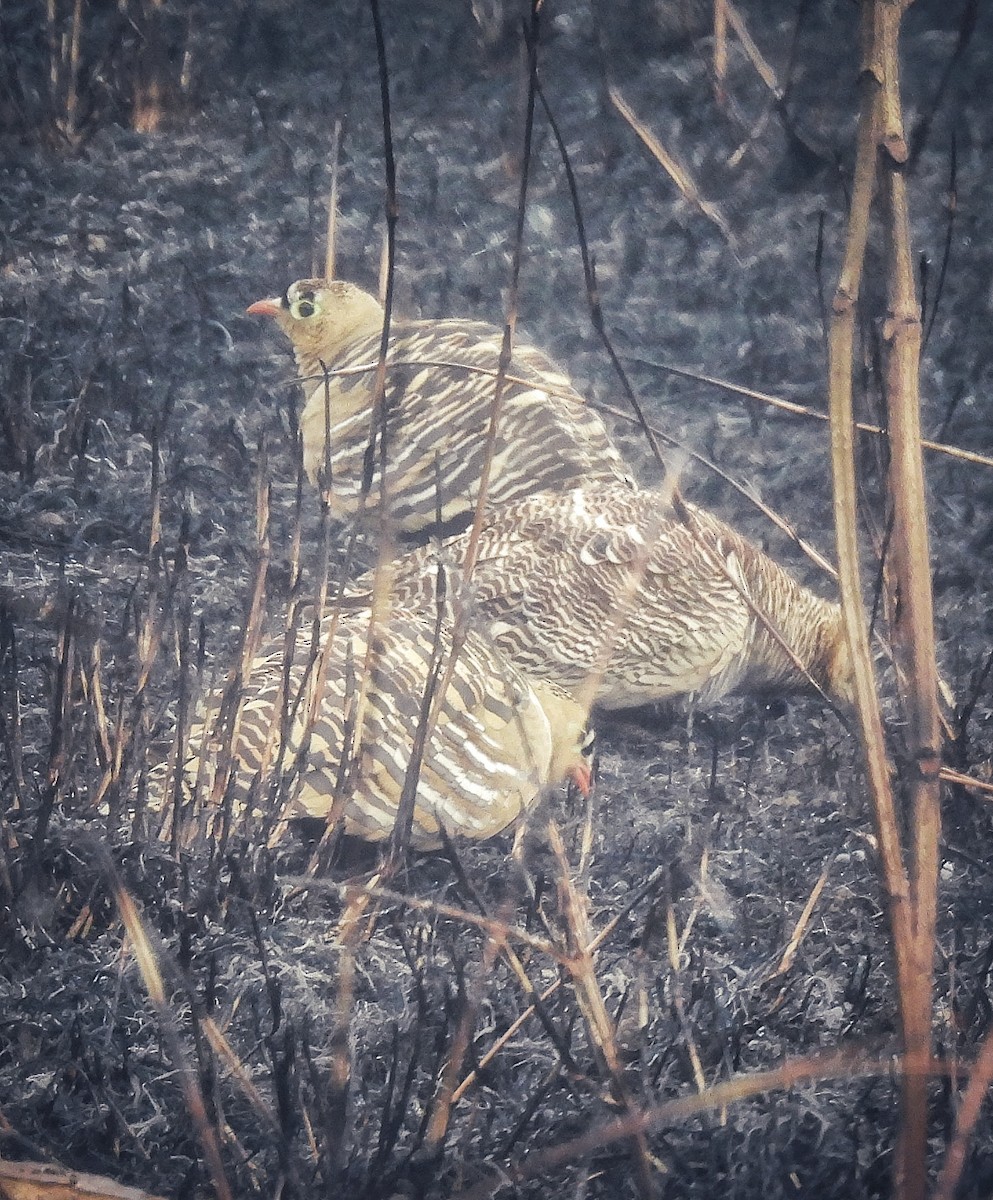 Painted Sandgrouse - ML614687203