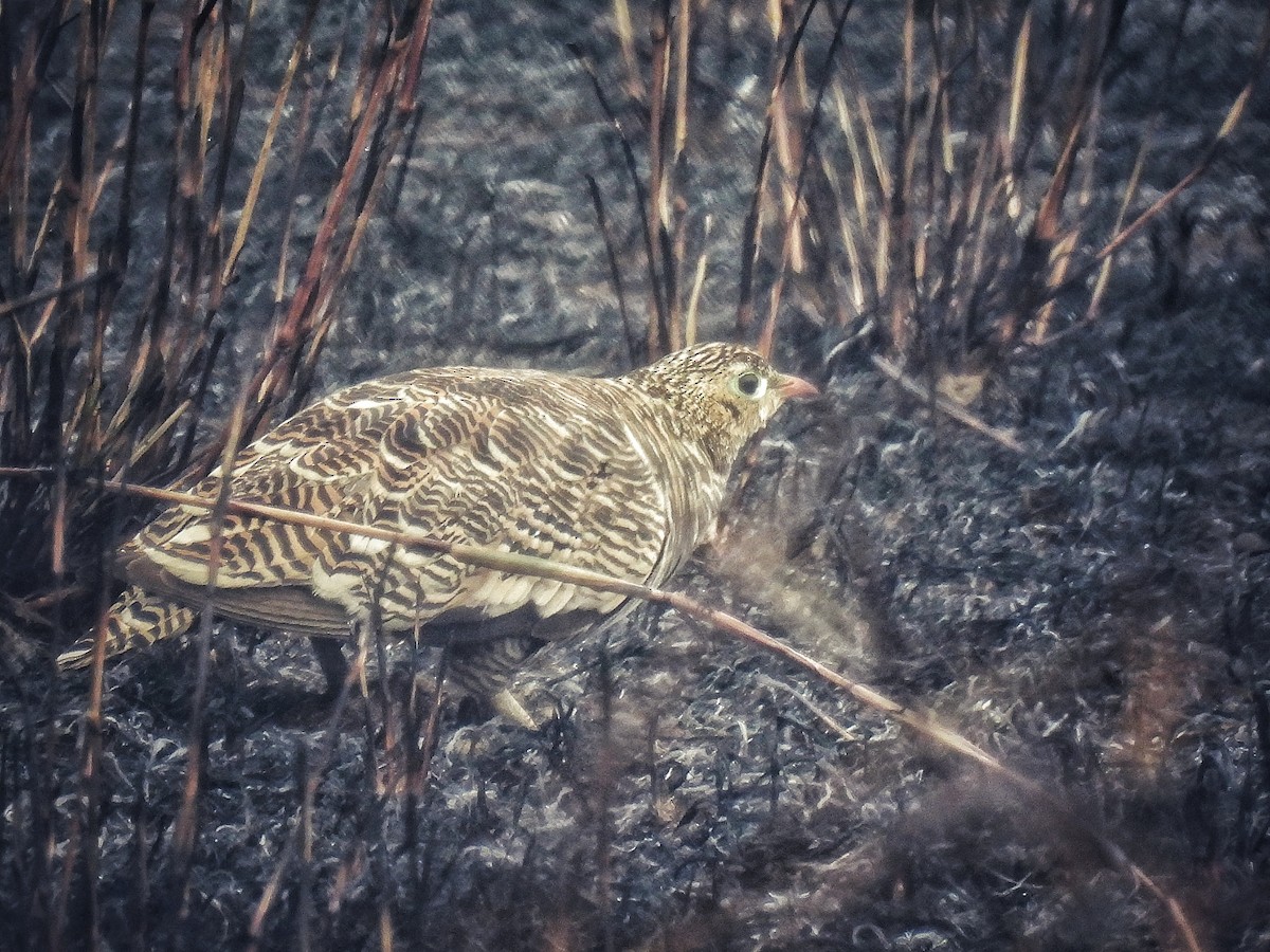 Painted Sandgrouse - ML614687204