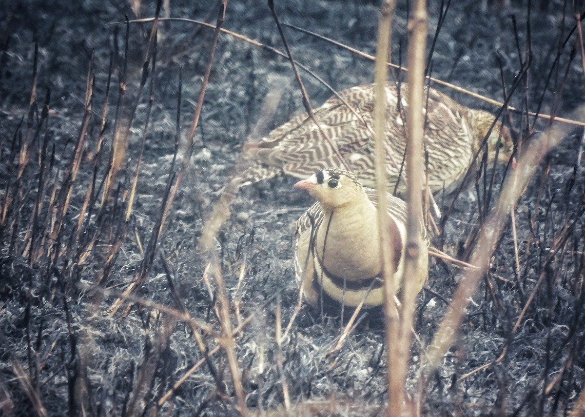 Painted Sandgrouse - ML614687205