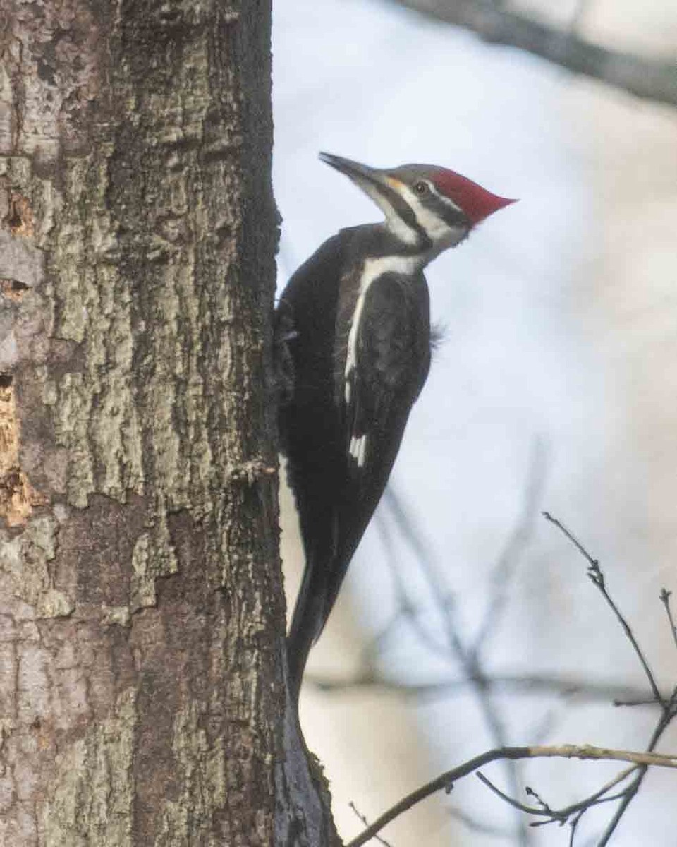 Pileated Woodpecker - ML614687236