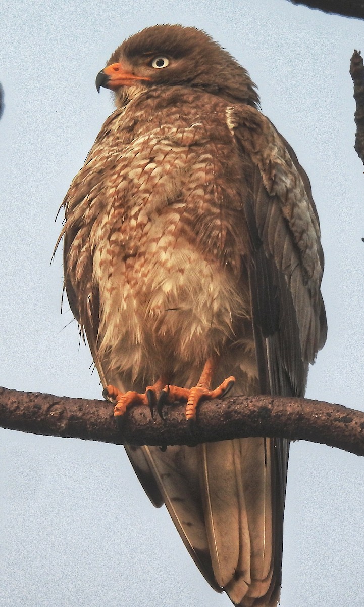 White-eyed Buzzard - ML614687267