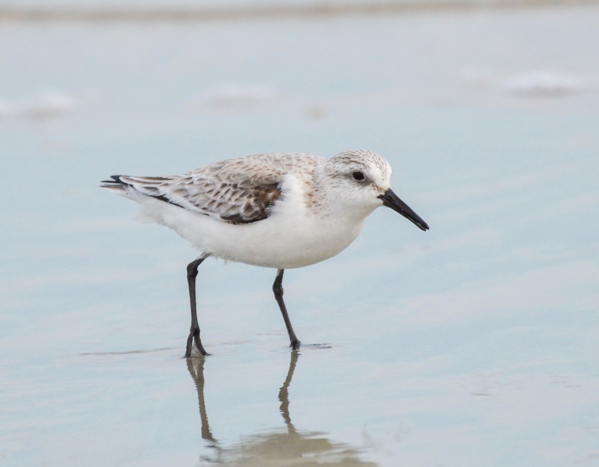 Sanderling - ML614687285