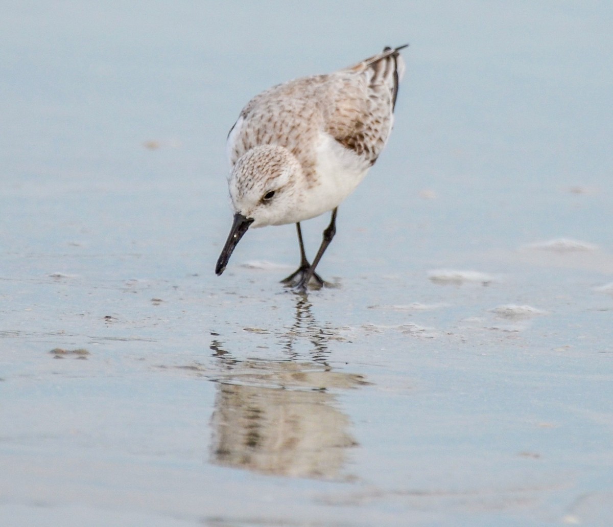 Sanderling - ML614687286