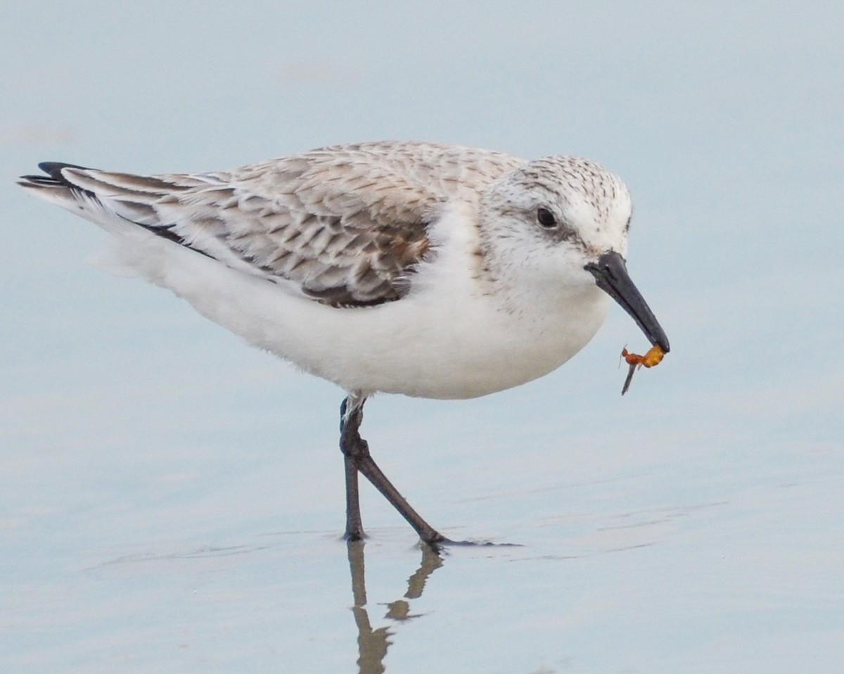 Sanderling - ML614687287