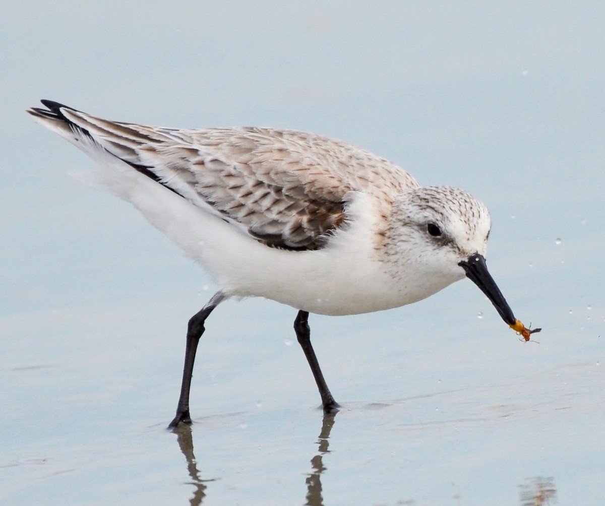 Sanderling - ML614687288