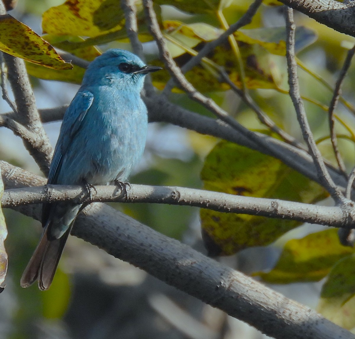 Verditer Flycatcher - ML614687289