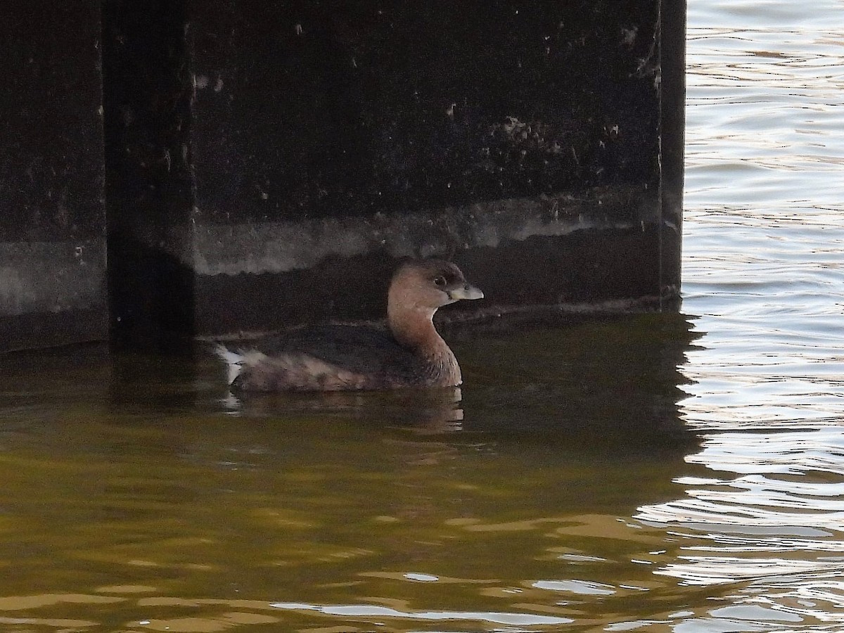 Pied-billed Grebe - ML614687365