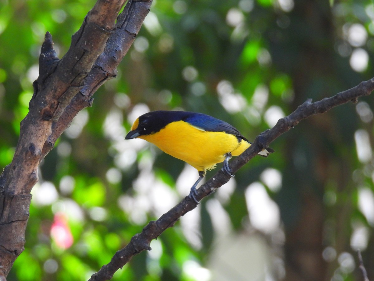 Violaceous Euphonia - bob butler