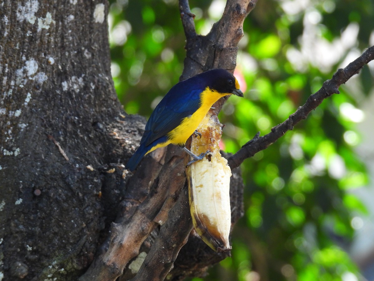 Violaceous Euphonia - bob butler