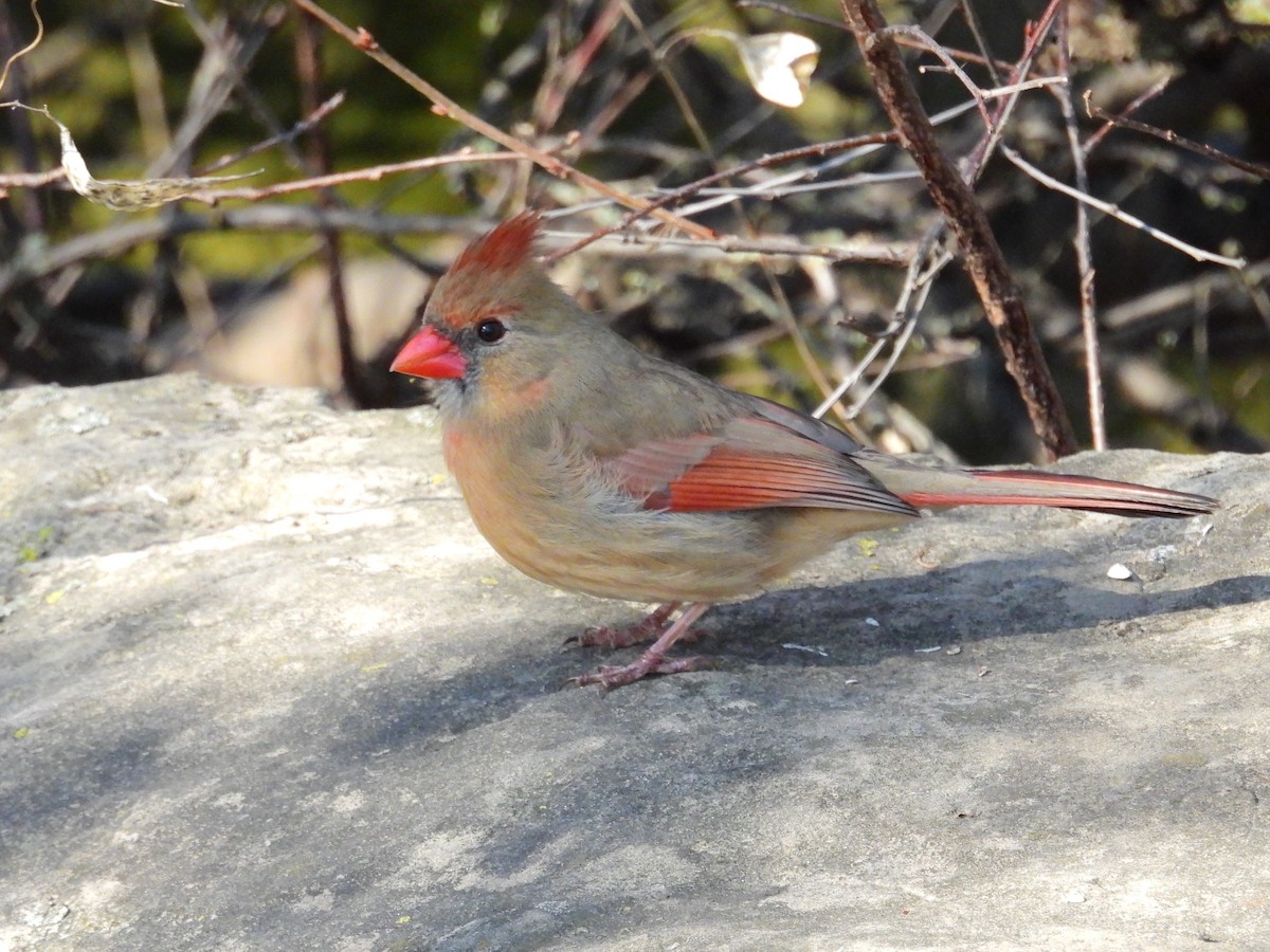 Northern Cardinal - ML614687406