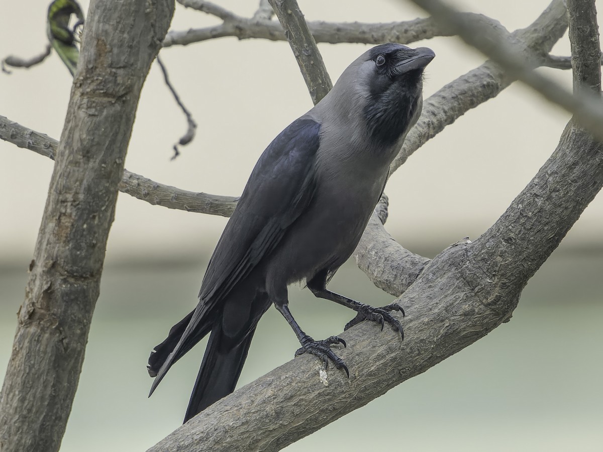 House Crow - ML614687426