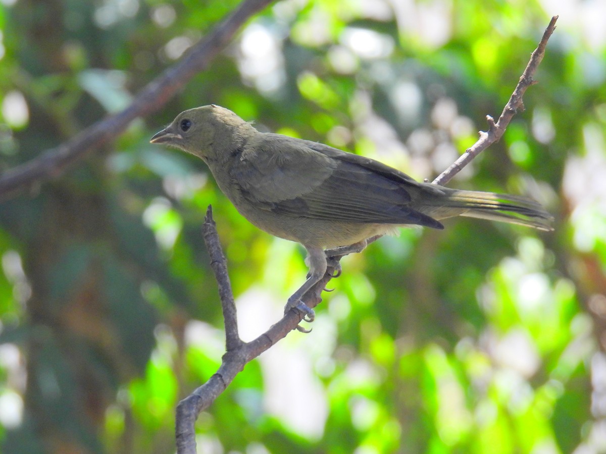 Palm Tanager - bob butler