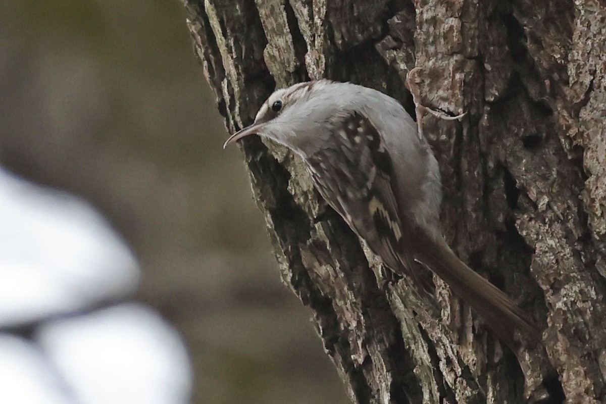 Short-toed Treecreeper - ML614687658
