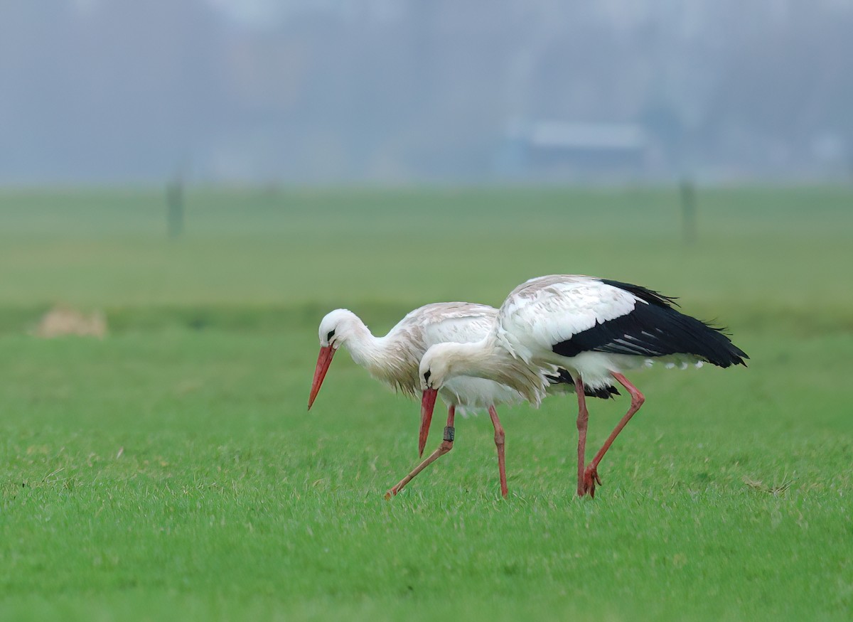 White Stork - ML614687799