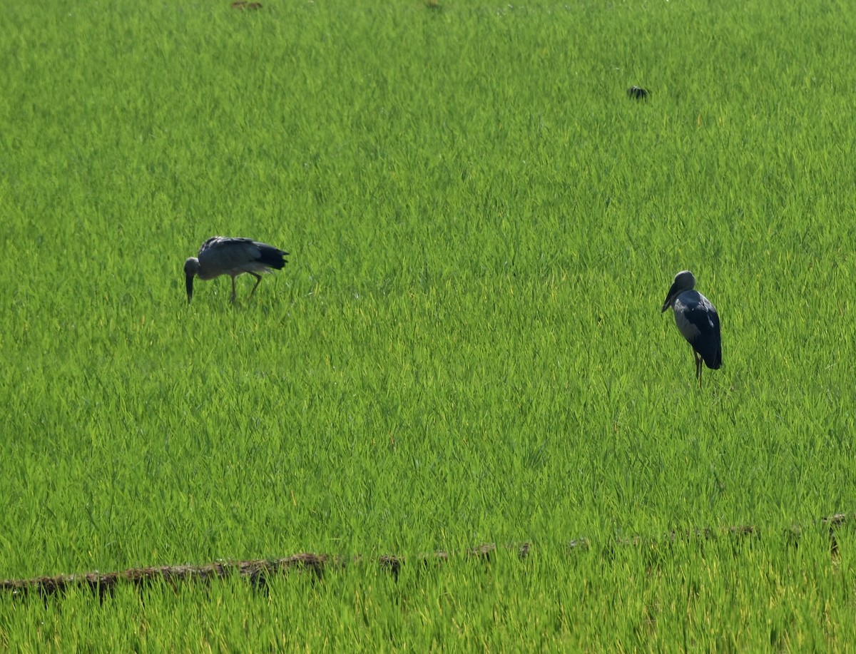 Asian Openbill - ML614687809