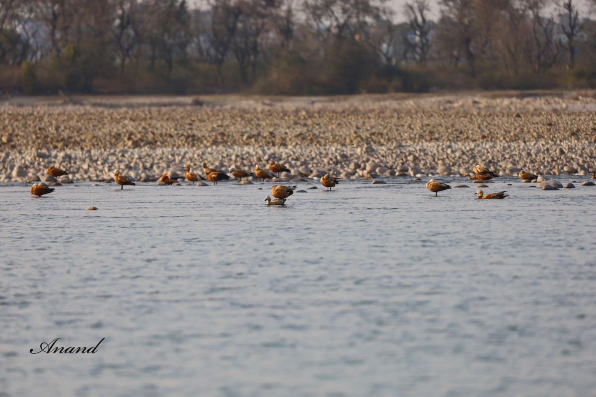 Ruddy Shelduck - ML614687840