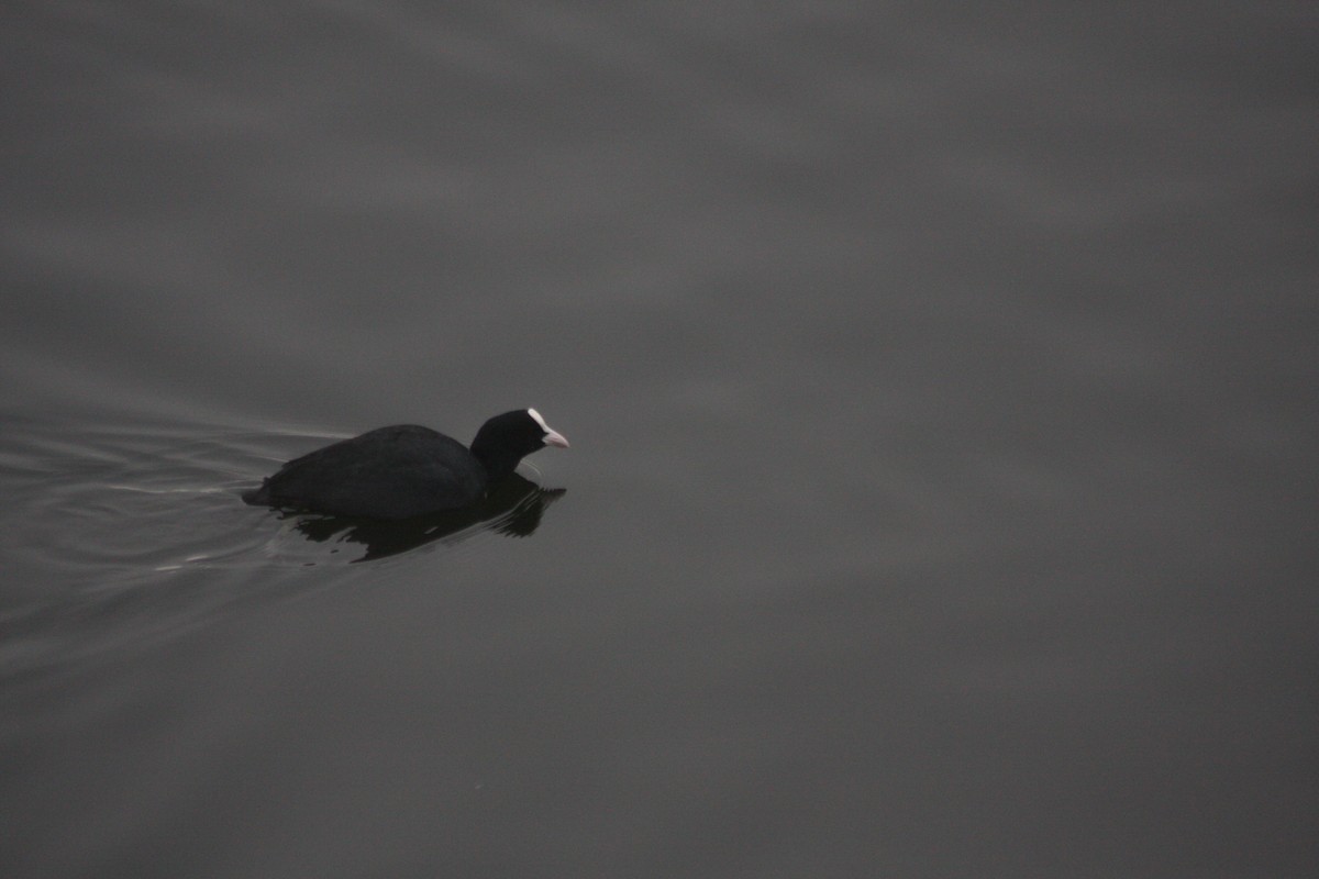 Eurasian Coot - ML614687861