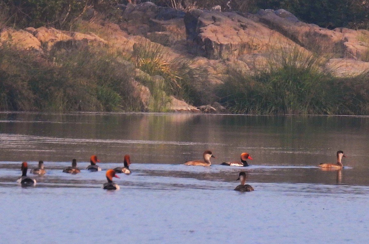 Red-crested Pochard - ML614687912