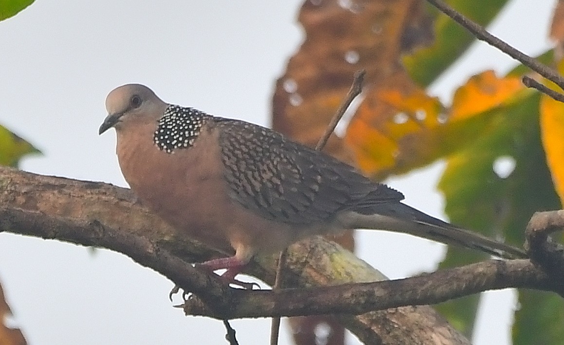 Spotted Dove - ML614687960