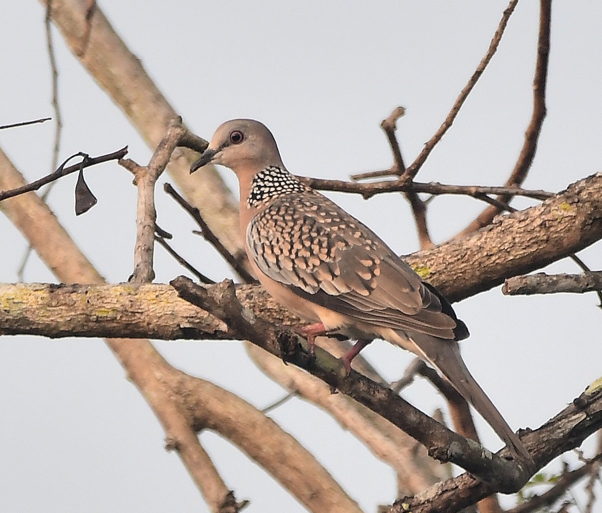 Spotted Dove - ML614687961