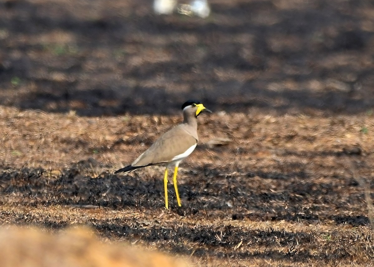 Yellow-wattled Lapwing - ML614687962