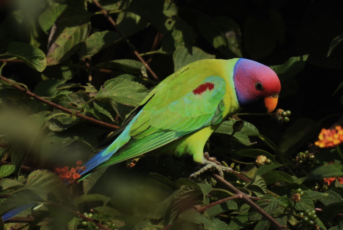 Plum-headed Parakeet - ML614687987