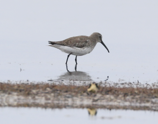 Dunlin - ML614688103