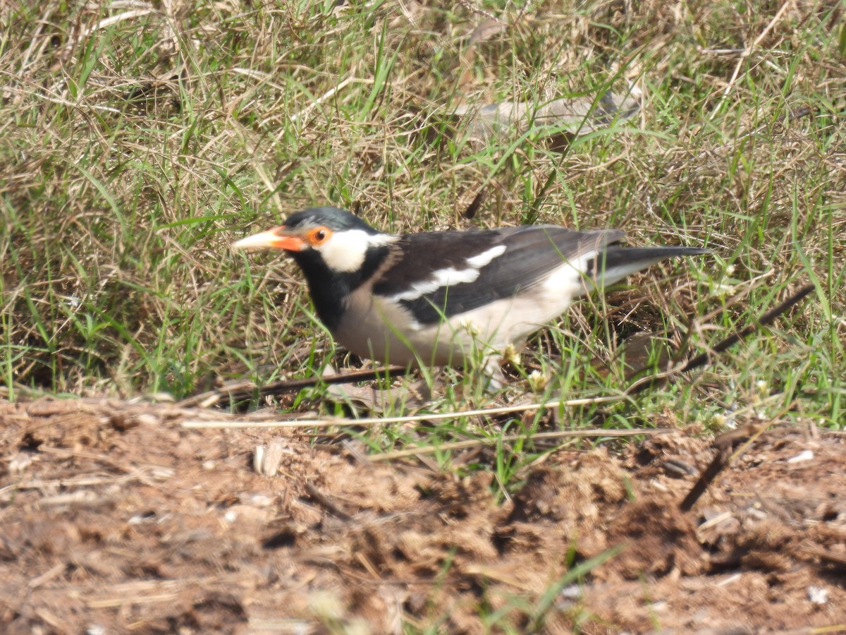 Indian Pied Starling - ML614688110