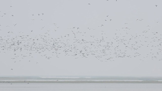 tanımsız ördek (Anatinae sp.) - ML614688192