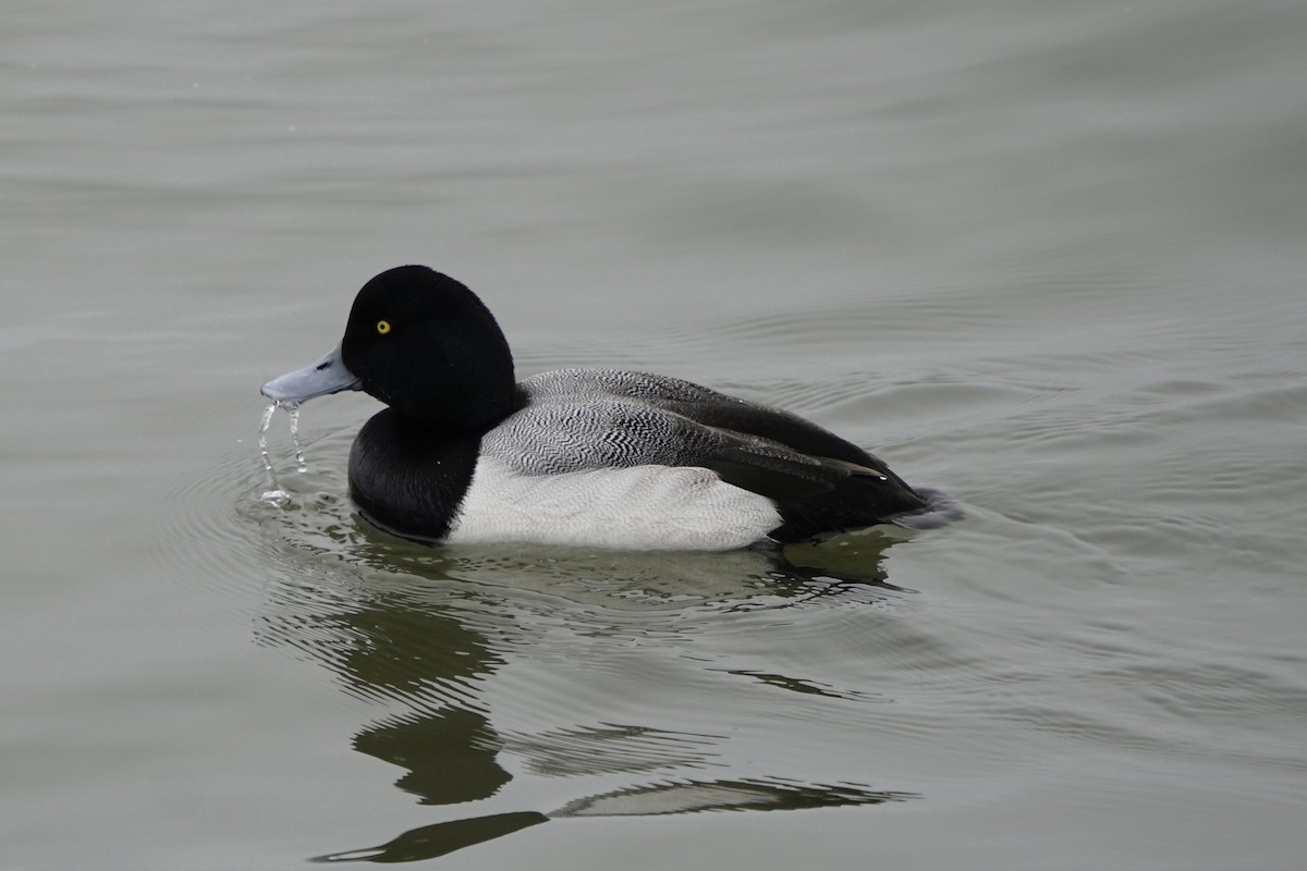 Greater Scaup - ML614688315