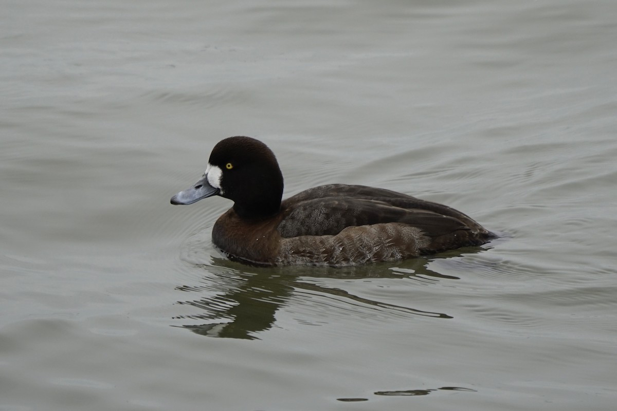 Greater Scaup - ML614688316