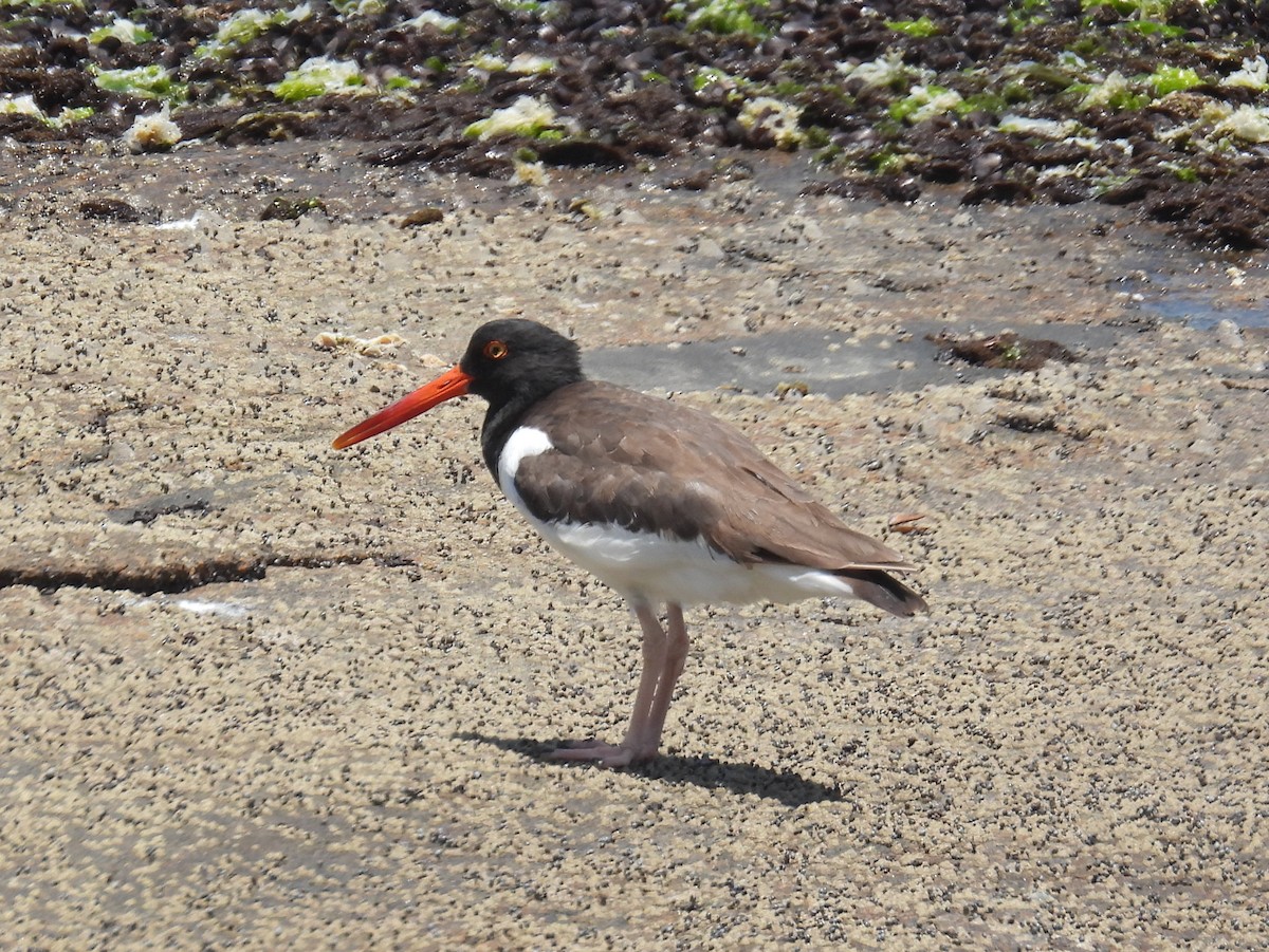 American Oystercatcher - ML614688360